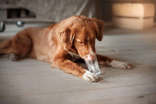 Dog drank rusty sales water